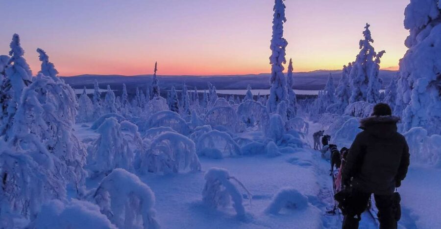 Kiruna: Guided Afternoon Drive Your Own Dog Sled Tour - Sharing one sled and learning to steer