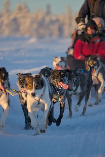 Kiruna: Morning Husky Sled Ride with Coffee Break - A real sled ride, not just a husky photo stop