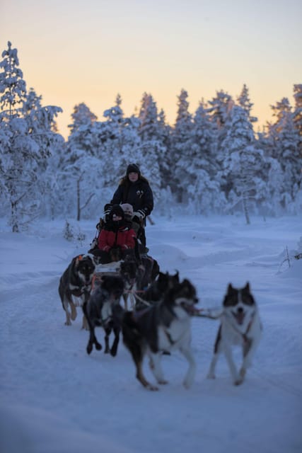 Kiruna: Morning Husky Sled Ride with Coffee Break - Is $177 a fair price?