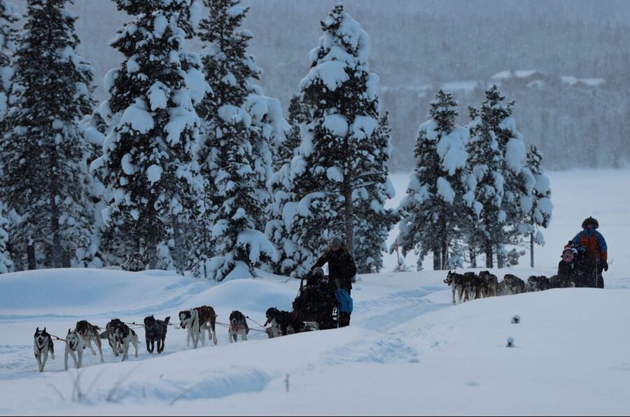 Kiruna: Morning Husky Sled Ride with Coffee Break - What the 2.5-hour itinerary feels like