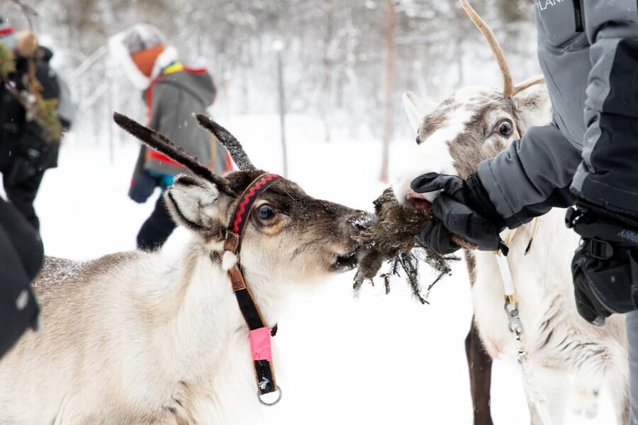 KIRUNA: Sami Reindeer Experience - The Sami setting and the value of the stories