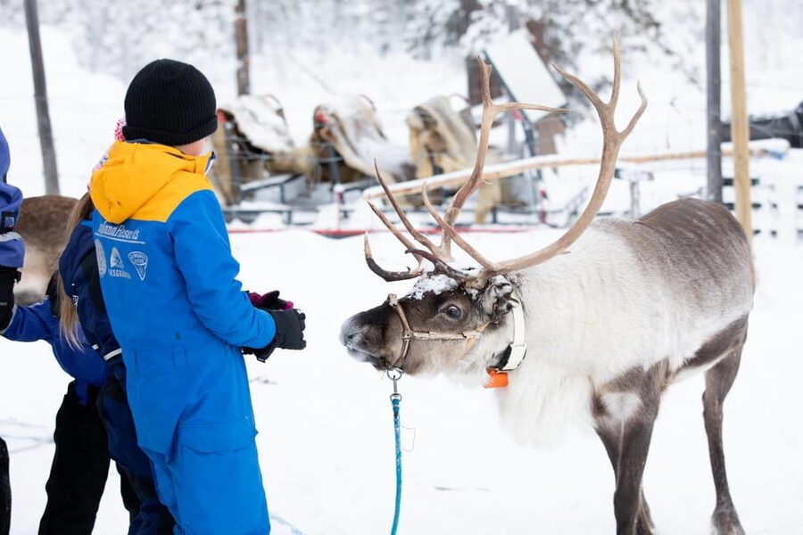 KIRUNA: Sami Reindeer Experience - Is $348 a fair price for three hours?