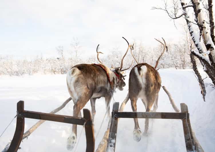 KIRUNA: Sami Reindeer Experience - Who will enjoy this Kiruna outing most?