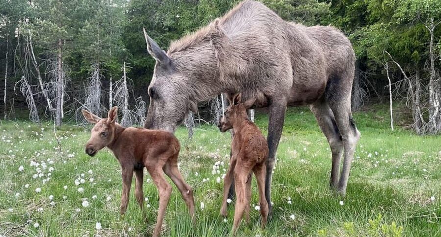Kristiansand: Guided Bus Tour and Moose Park Experience - Meeting the moose at Viltgården