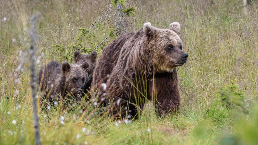 Kuusamo: Bear watching evening - Key points to know before you book