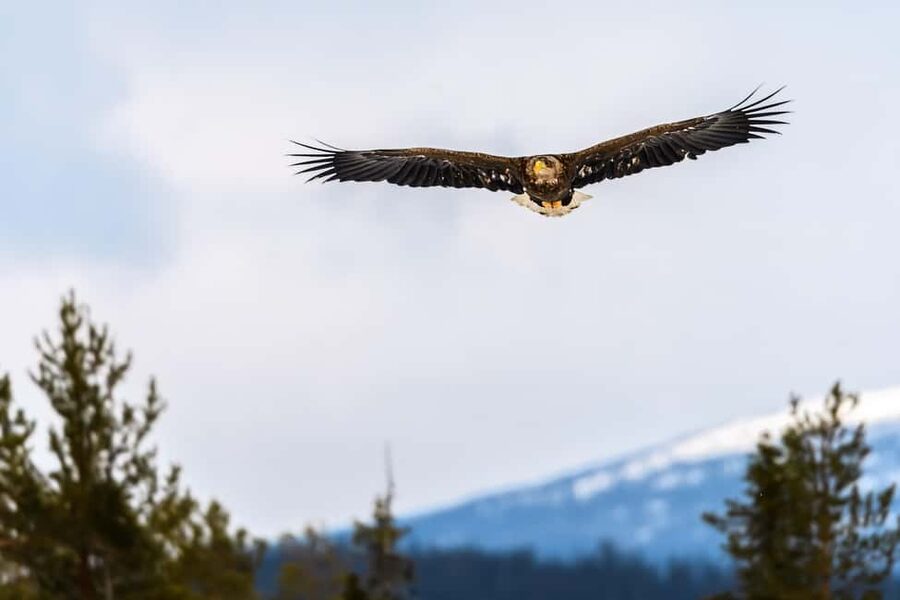 Kuusamo: Bear watching evening - Booking details that matter