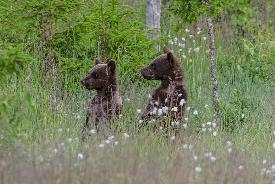 Kuusamo: Bear watching evening - Four hours inside the wildlife hide