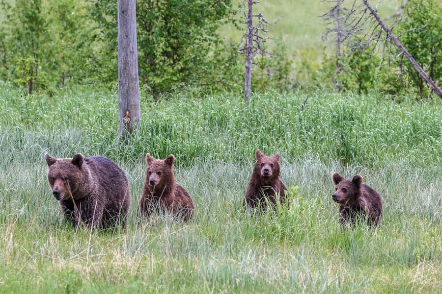 Kuusamo: Bear watching evening - Photography help for serious and casual shooters