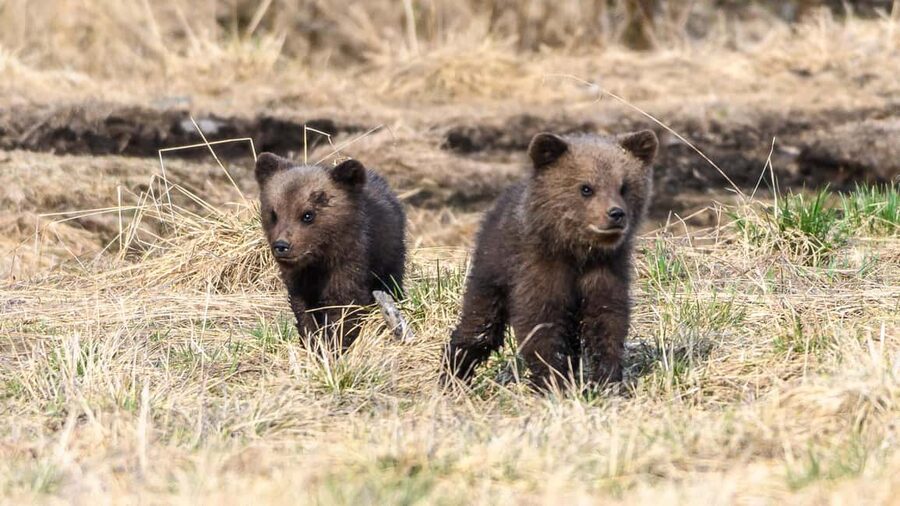 Kuusamo: Bear watching evening - What the guides add to the evening