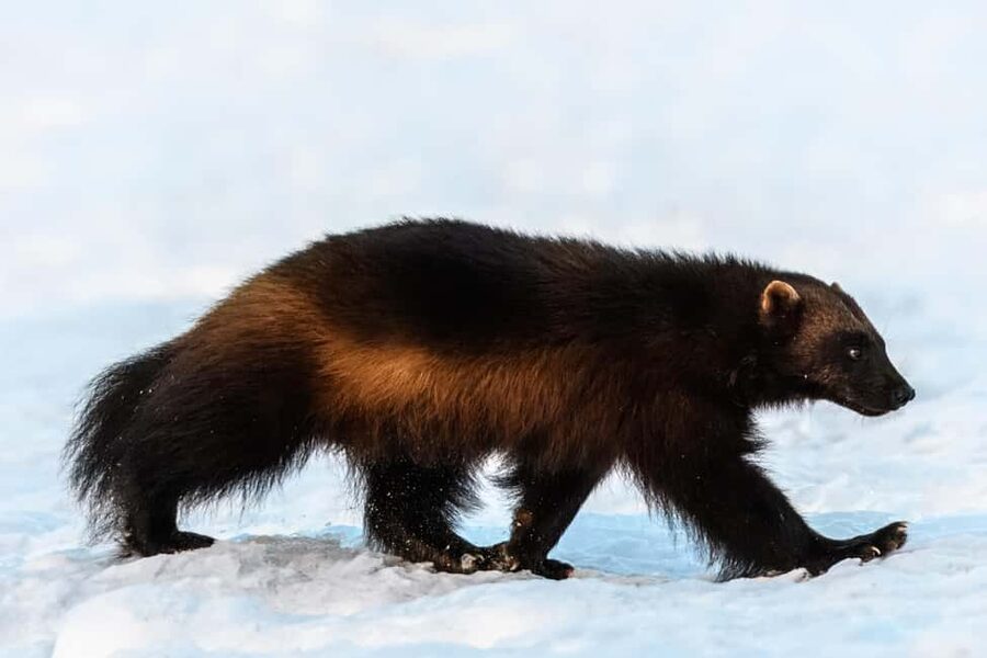 Kuusamo: Bear watching evening - Is $176 a fair price?