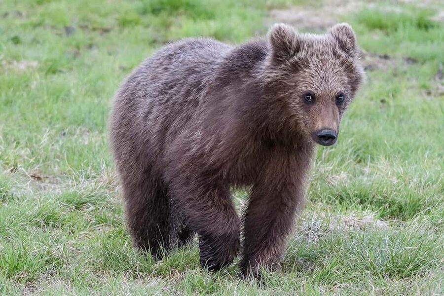 Kuusamo: Bear watching evening - Who should book this experience?