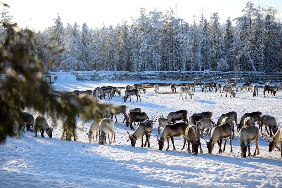 Kuusamo: Morning Feeding of Hundreds of Reindeer - Key points at a glance