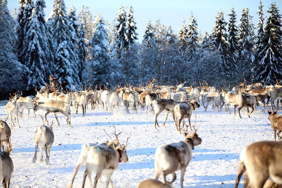 Kuusamo: Morning Feeding of Hundreds of Reindeer - A lively start at Kujala Reindeer Farm