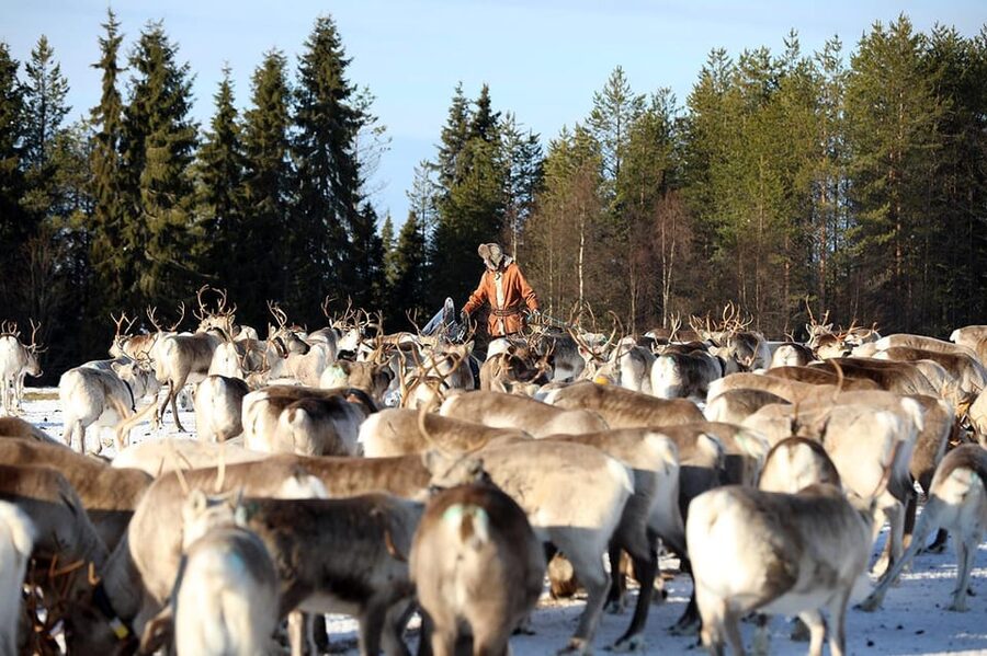 Kuusamo: Morning Feeding of Hundreds of Reindeer - What the guide adds to the visit