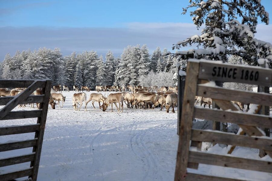 Kuusamo: Morning Feeding of Hundreds of Reindeer - The old corral and the morning rhythm
