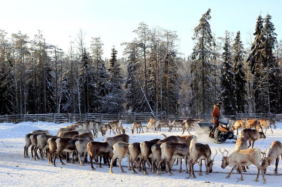Kuusamo: Morning Feeding of Hundreds of Reindeer - What the one-hour schedule feels like