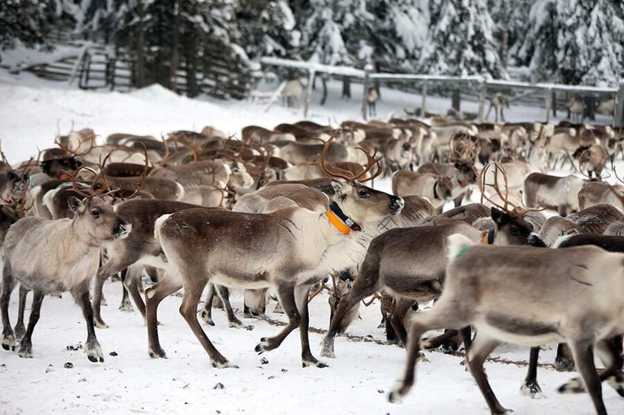 Kuusamo: Morning Feeding of Hundreds of Reindeer - Feeding the herd with lichen