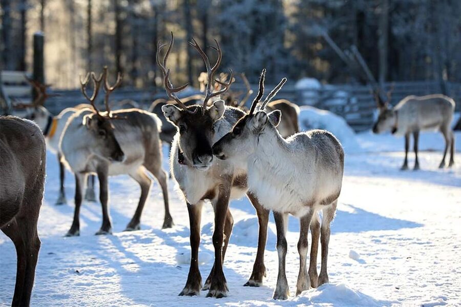 Kuusamo: Reindeer Farm Visit - Key points of the Kuusamo reindeer visit