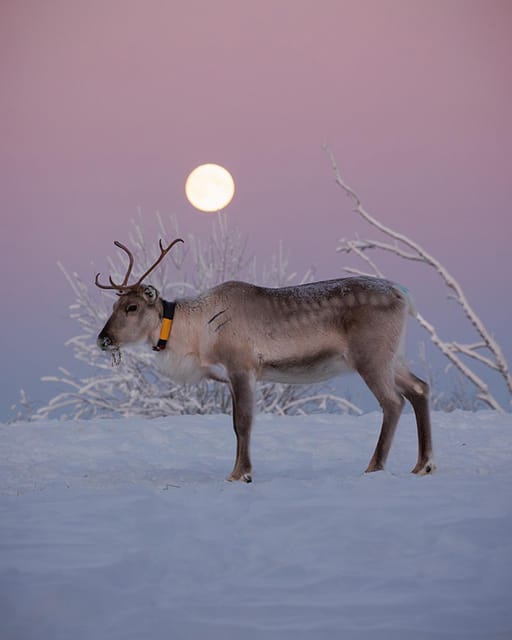 Kuusamo: Reindeer Farm Visit - What the guide adds to the visit