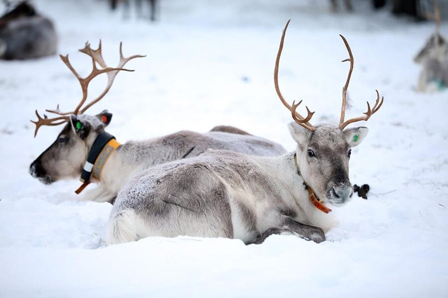 Kuusamo: Reindeer Farm Visit - Touring a large working farm in Kuusamo
