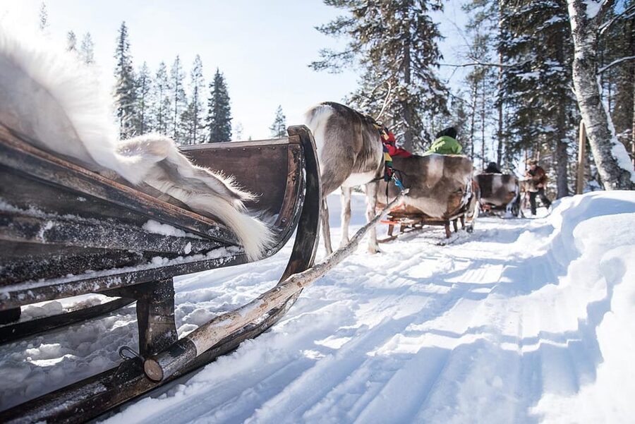 Kuusamo: Reindeer Sleigh Ride and Farm Visit - A quiet ride through Kuusamo’s winter woods