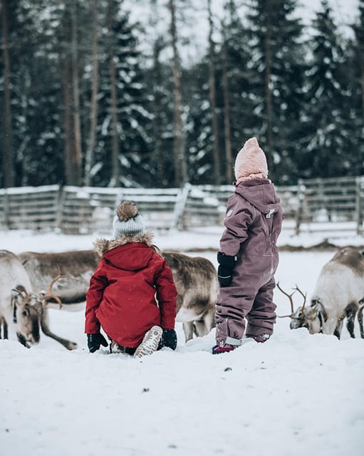 Kuusamo: Reindeer Sleigh Ride and Farm Visit - Meeting the herd in the ancient corral