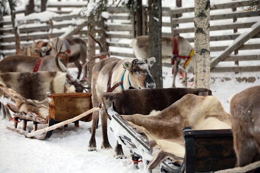 Kuusamo: Reindeer Sleigh Ride and Farm Visit - Is $97 fair for 1.5 hours?