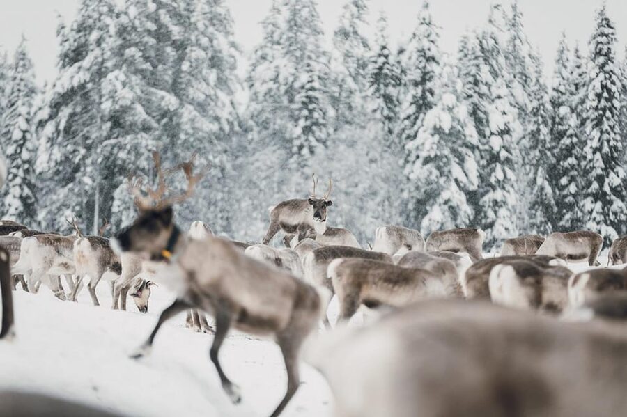 Kuusamo: Reindeer Sleigh Ride and Farm Visit - Who will enjoy this farm visit most?