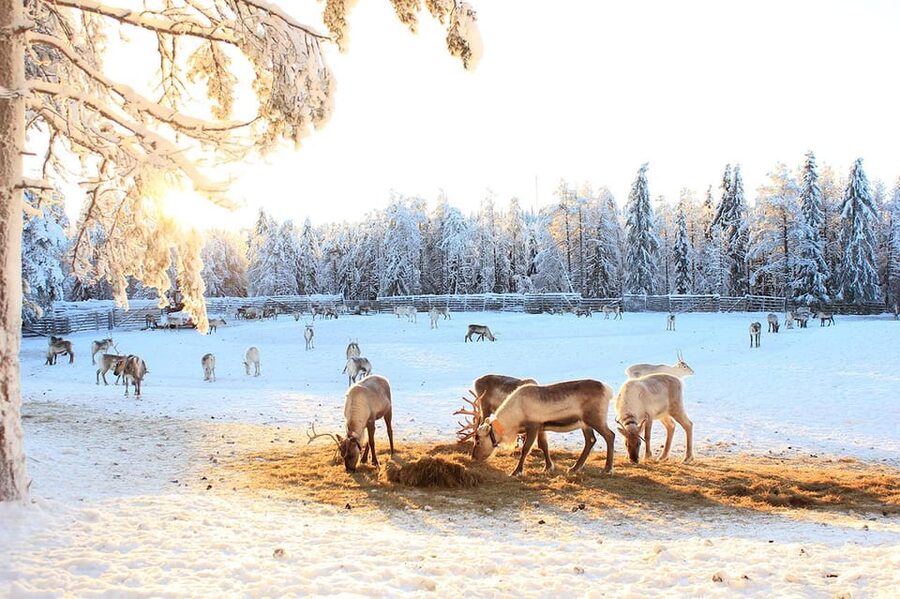 Kuusamo: Reindeer Sleigh Ride and Farm Visit - Practical advice before you go