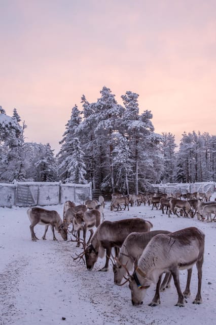 Kuusamo: Reindeer Sleigh Ride and Farm Visit - Should you book the Kujala Reindeer Farm experience?