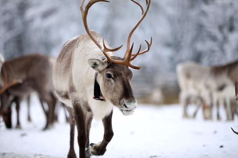 Kuusamo: Reindeer Sleigh Ride and Farm Visit - What the sleigh ride tells you about reindeer