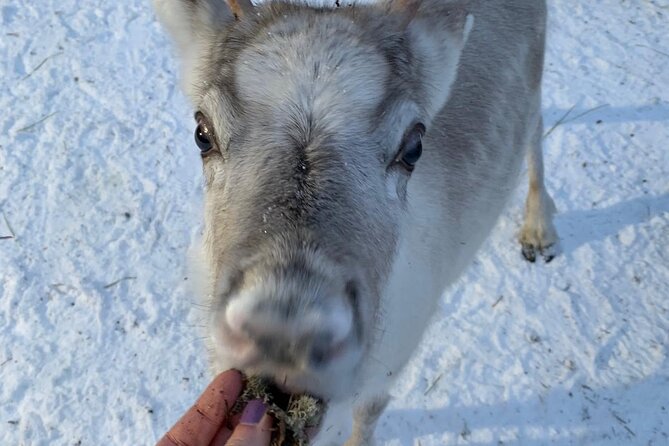 Lapland Reindeer and Husky Safari from Levi - Meeting the huskies before taking the sled
