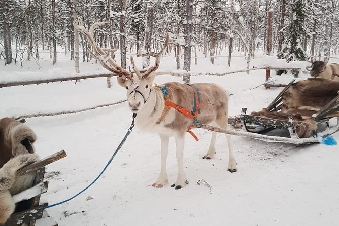 Lapland Reindeer and Husky Safari from Levi - Clothing matters more than the calendar