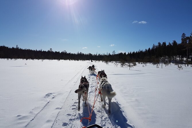 Lapland Reindeer and Husky Safari from Levi - Safety, animal care, and family suitability