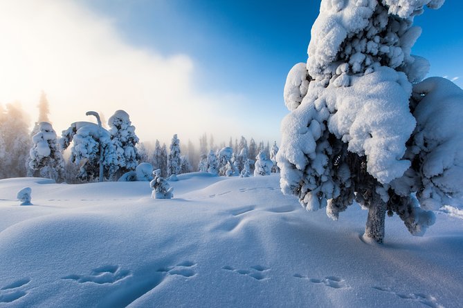 Lapland Snowmobile Safari from Levi - What the Family Arrangement Really Means