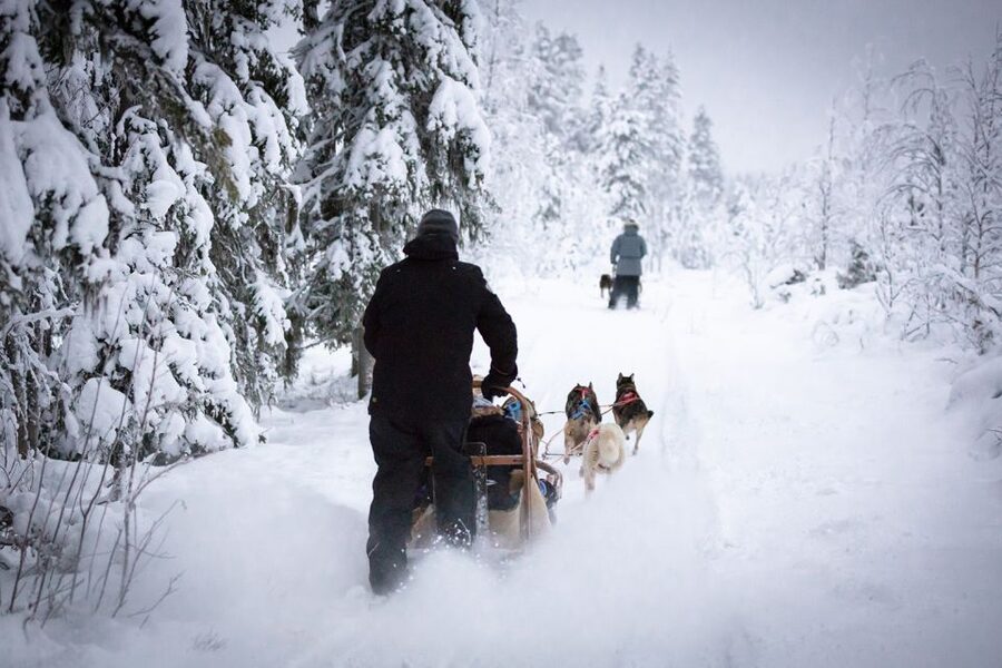 Levi: 7 km Self-Drive Husky Sledding Adventure - Seven kilometers through snowy Finnish countryside