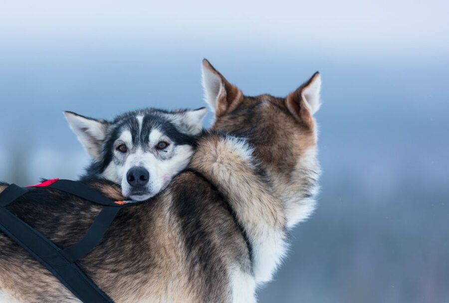 Levi: 7 km Self-Drive Husky Sledding Adventure - Hot drinks, cookies, and time by the fire