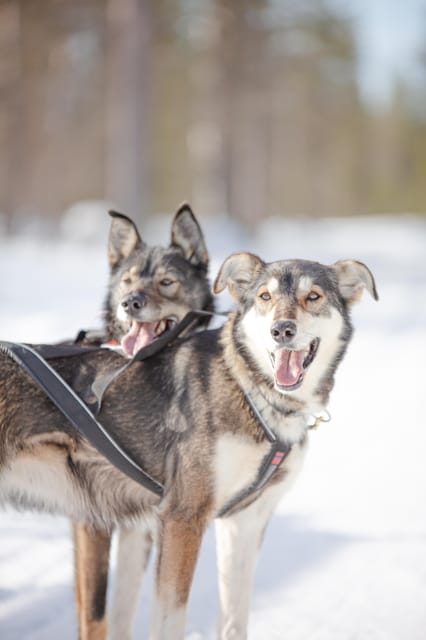 Levi: Guide-driven Husky Safari - A gentle husky ride near Levi