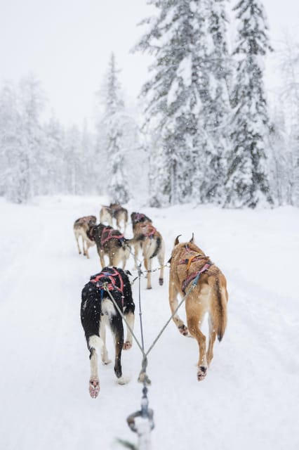 Levi: Guide-driven Husky Safari - The kennel presentation sets the tone