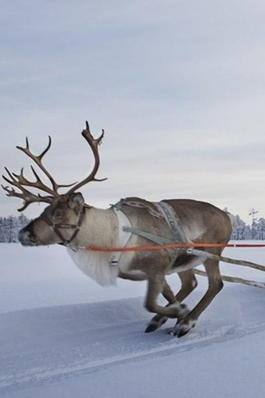 Levi: Lapland Reindeer and Husky Safari - Key points at a glance