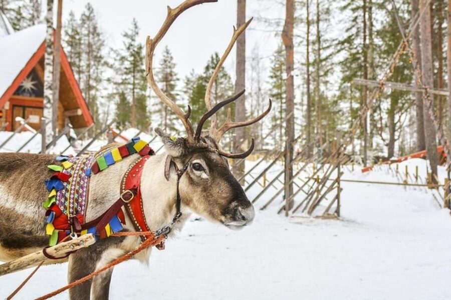 Levi: Lapland Reindeer and Husky Safari - Is $294 a fair price?