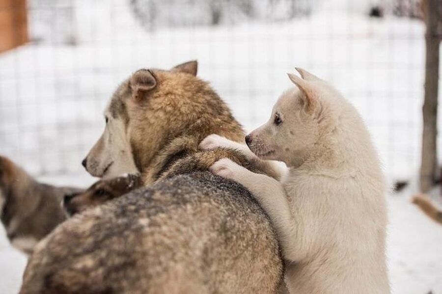 Levi: Lapland Reindeer and Husky Safari - Who will enjoy this most