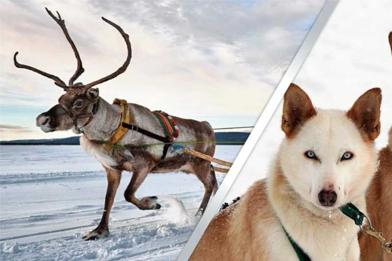 Levi: Lapland Reindeer and Husky Safari - From calm reindeer to charging huskies
