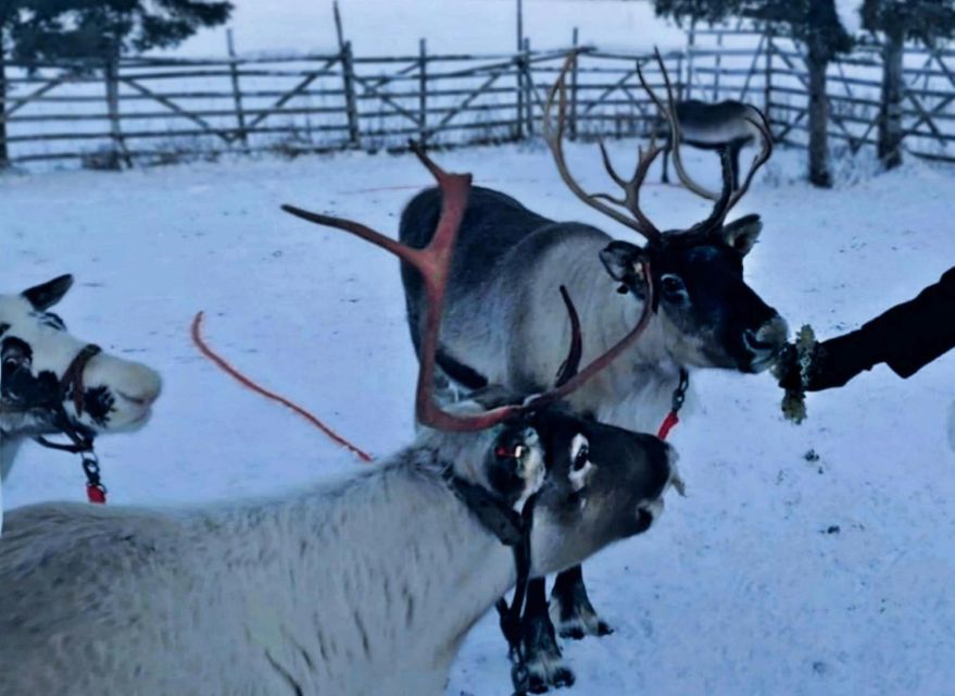 Levi: Lapland Reindeer Safari - Leaving Levi for a working reindeer farm