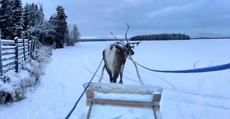 Levi: Lapland Reindeer Safari - How much value do you get for $114?