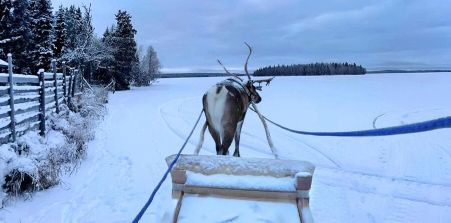 Levi: Lapland Reindeer Safari - Snow conditions and the backup farm visit