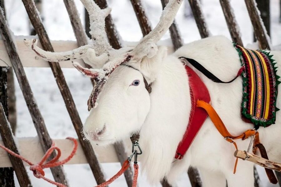 Levi: Lapland Reindeer Safari - Pickup, cancellation, and practical planning