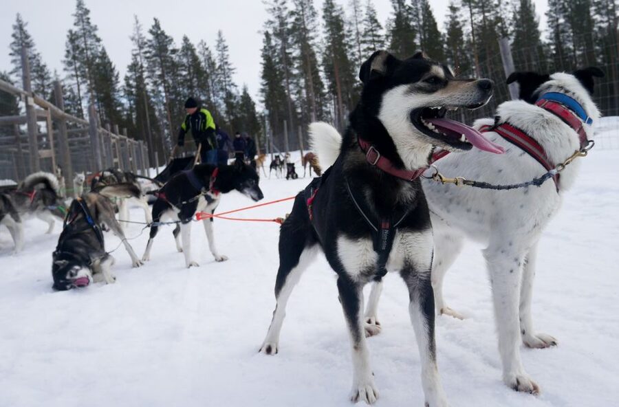Levi Polar Lights Tours: Arctic Circle Guided Husky Tour - A self-drive husky ride from Levi Center