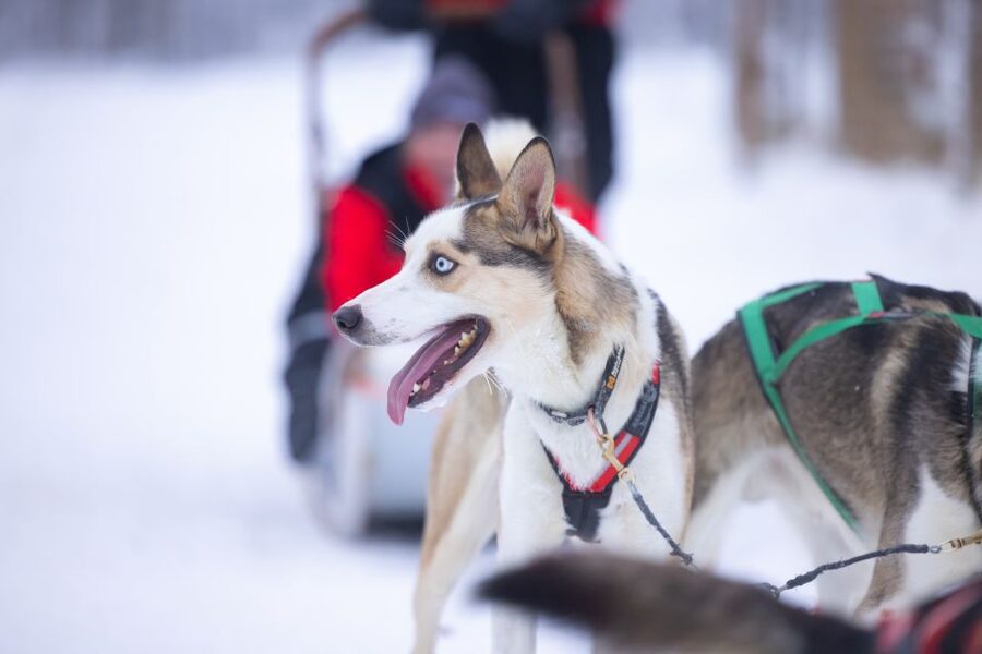 Levi Polar Lights Tours: Arctic Circle Guided Husky Tour - Meeting the Alaskan huskies