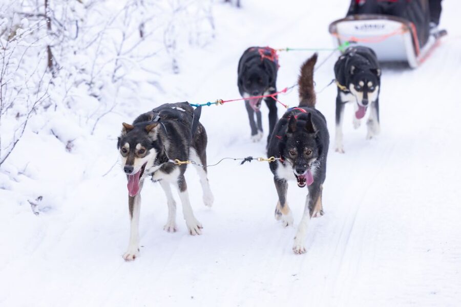 Levi Polar Lights Tours: Arctic Circle Guided Husky Tour - The safety briefing and driving lesson